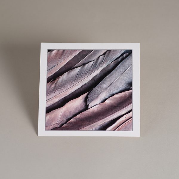 Atvirukas SIDABRINĖ GULBĖ