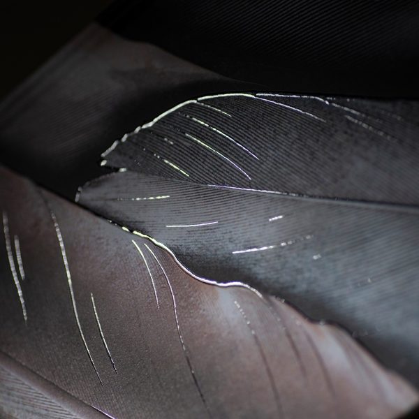 Užrašinė popieriniu viršeliu SIDABRINĖ GULBĖ (viršelis)